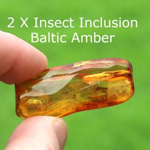Może przedstawiać: Wypolerowany, półprzezroczysty kawałek złoto-pomarańczowego bursztynu bałtyckiego z widocznymi inkluzjami owadów. Tekst 2 X Insect Inclusion Baltic Amber znajduje się nad kamieniem, który posiada organiczne tekstury i ciepłe odcienie.