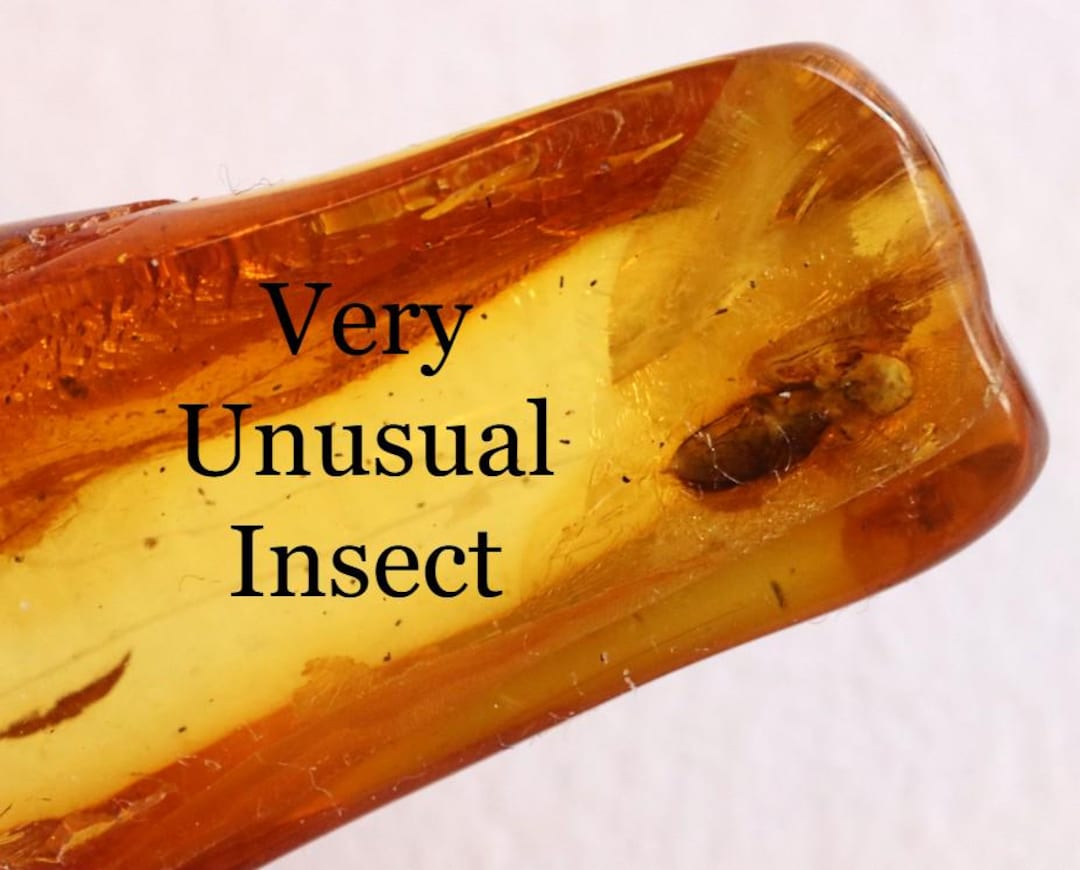 洋楽 bugs in amber rocketship leters Insect in Amber Cretaceous Burmite Collectible Specimen