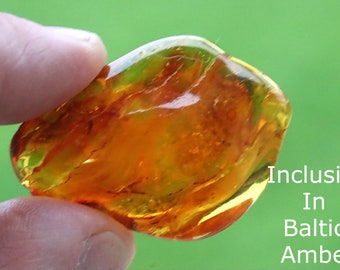 Collector's gem With 40 Million Year Old Inclusion and Air bubbles  / Baltic Amber Collectors piece of amber / Geology Crafters Gem gift