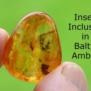 May include: A translucent, teardrop-shaped piece of Baltic amber, held between fingers, with an insect inclusion visible inside. The amber is a warm, golden-yellow color, and the background is a solid green. Text on the right reads "Insect Inclusion in Baltic Amber."