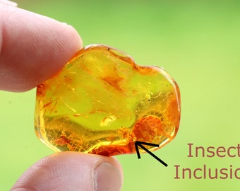 40 Million year Old Baltic Amber with Insect Inclusion / Genuine Baltic Amber / Collector's gem / Geology gift