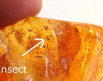 Baltic Amber Museum Collector's gem With Insects Inclusion + FREE Extra Inclusion  / Geology gift Amber Insects Inclusion Fossil