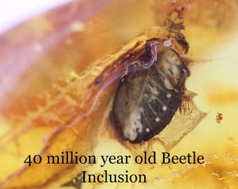 Ambra Baltica Con Insetto Fossile - Inclusione Naturale Da 40-60 Milioni Di Anni - Certificato - Foto 4