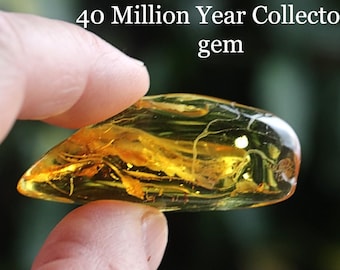 4000万年前の昆虫インクルージョンを含むバルト海産琥珀宝石 - 本物の