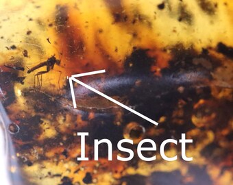 Gema de coleccionista del Museo del Ámbar Báltico con inclusión de insectos + Inclusión adicional GRATIS / Regalo de geología Fósil de inclusión de insectos ámbar