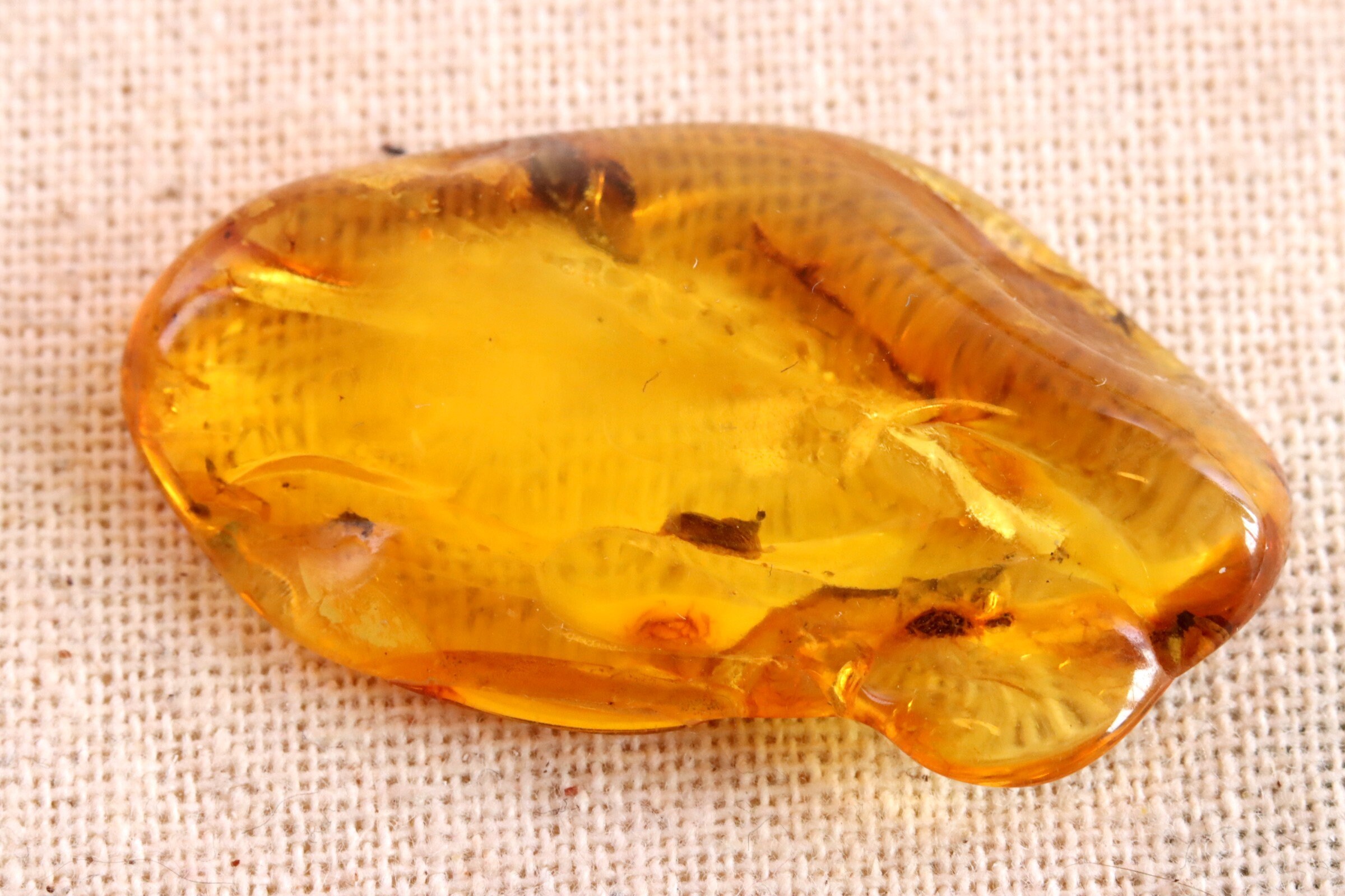 特別オファー – 琥珀の中の昆虫 | 4000万年前の化石入り | ジュラ紀