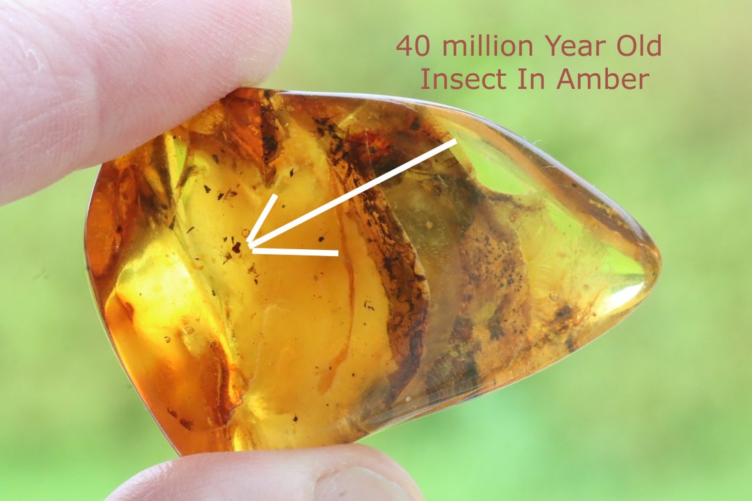 100% Natural Baltic Amber Gem With Insect Inclusion + FREE Extra ...