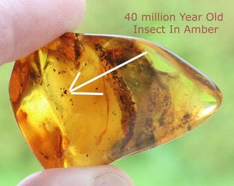 Baltic Amber Museum Collector's gem With Insects Inclusion + FREE Extra Inclusion  / Geology gift Amber Insects Inclusion Fossil
