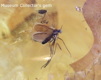 Gran joya de coleccionista de museo con inclusión de 2 insectos en una pieza / Coleccionistas de ámbar báltico Regalo de geología Insectos Inclusión Fósil