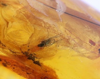 Breathtaking Collector's gem With 40 Million Year Old Insect Inclusion / Baltic Amber Collectors Geology Gem gift