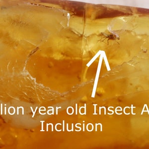 40 million year old Baltic Amber Insect Inclusion / Amber Insects Inclusion / Fossil Baltic amber / Unique collectible