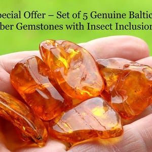 Special Offer – Set of 5 Genuine Baltic Amber Gemstones with Insect Inclusions / 40-Million-Year-Old Fossilized Bugs in Geological Treasures
