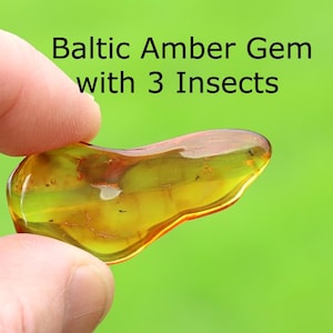 Könnte beinhalten: Ein durchscheinender, goldgelber Bernstein aus der Ostsee mit drei kleinen, dunklen Insekteneinschlüssen im Harz. Der Text "Baltic Amber Gem with 3 Insects" steht über dem glatten, unregelmäßig geformten und polierten Edelstein.