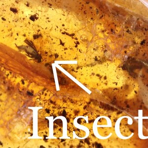 40 Millionen Jahre alter baltischer Bernstein mit Insekteneinschlüssen | Echtes Fossil Exemplar | Käfer im Bernstein | Sammlergeschenk | Jura Style Edelstein