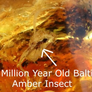 Breathtaking Collector's Gem With 2 X 40 Million Year Old Insects Inclusion and Air Bubbles / Baltic Amber Collectors Geology Gem gift image 4