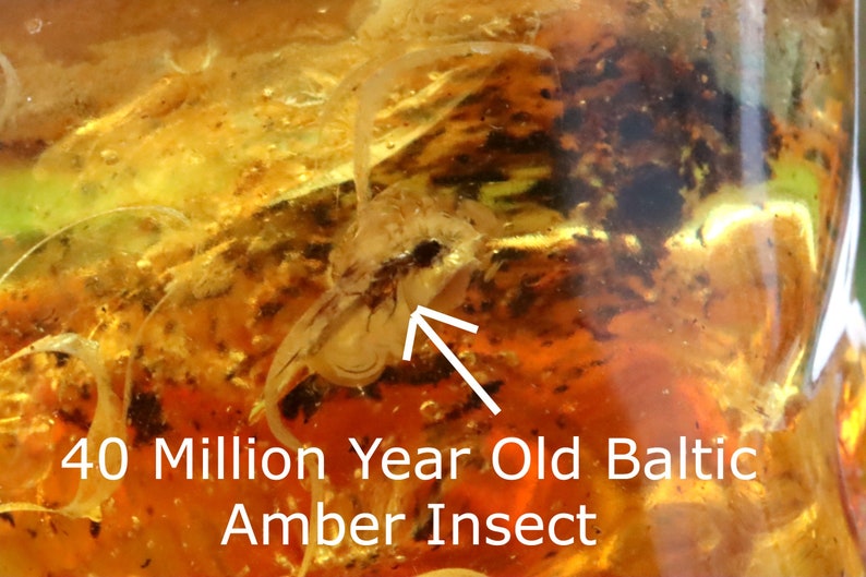 Breathtaking Collector's Gem With 2 X 40 Million Year Old Insects Inclusion and Air Bubbles / Baltic Amber Collectors Geology Gem gift image 4