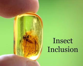 本物の化石琥珀（昆虫入り） - 天然化石琥珀昆虫5個セット - 白亜紀