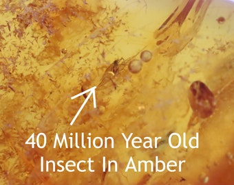 Insect in 40 million year old Baltic Amber / Amber Insects / Inclusion / Jurassic Amber Unique collectible Gift