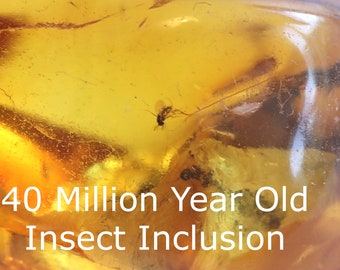 Baltic Amber Museum Collector's gem With Insects Inclusion + FREE Extra Inclusion  / Geology gift Amber Insects Inclusion Fossil