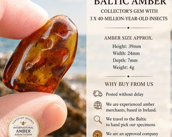 Amber Rock Collector's Gem – 3 Insect Inclusions - Amber Insect Specimen