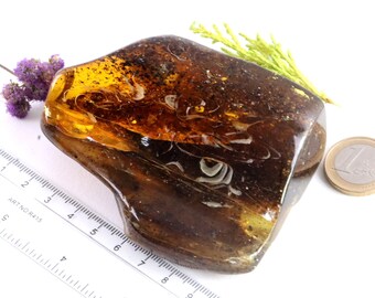 虫入りと気泡入りのバルト海産大琥珀｜4000万年前の化石樹脂｜自然愛好
