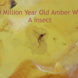 Fly in Baltic Amber Amulet – 40 Million-Year-Old Insect Inclusion / Handmade Teardrop Design Fossil Pendant | Jurassic Era Bug in Amber