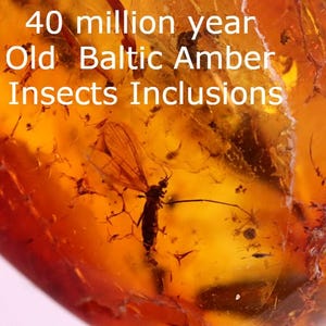 40 Million-Year-Old Baltic Amber with Insect Inclusions | Genuine Fossil Resin | Collector’s Specimen | Jurassic Gift | Bugs in Amber
