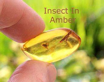 40 Million Year Old Baltic Amber with Insect Inclusions Genuine Fossil Amber / Presentation Box Included