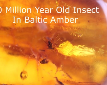 Very Clear Insects In 40 Million Year Old Baltic Amber / Baltic Amber Collectors piece of amber / Geology Crafters Gem