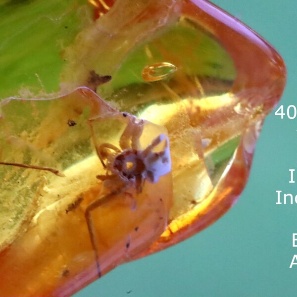 40 million year old Insect Inclusion / Fossil Specimen Insect in Baltic Amber Gift / Eocene Era / Jurassic Park Theme /Spider