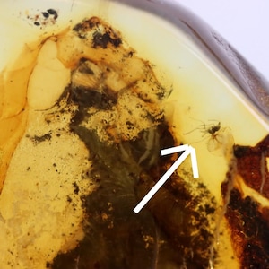 Sammlerstück aus Baltischem Bernstein mit zwei 40 Millionen Jahre alten Insekteneinschlüssen – seltenes fossiles Harz – Geologie & Naturgeschichte