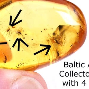 Baltisk bärnsten med 4 insekter – Fossil fångad i bärnsten – Tidskapsel