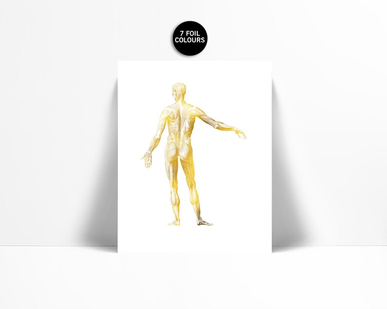 Human Body Anatomical Gold Foil Art Print - Anatomy Wall Art ...