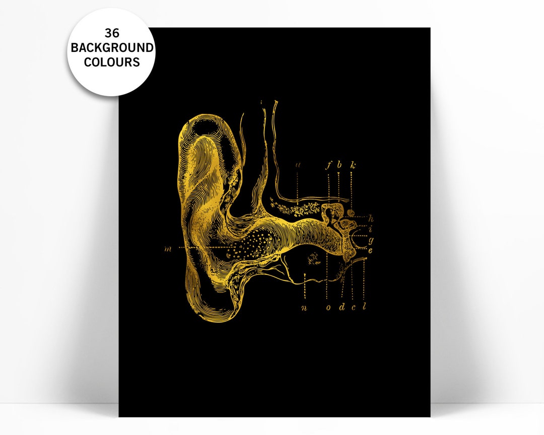 Human Ear Anatomical Gold Foil Art Print - Anatomy Wall Art - Medical ...