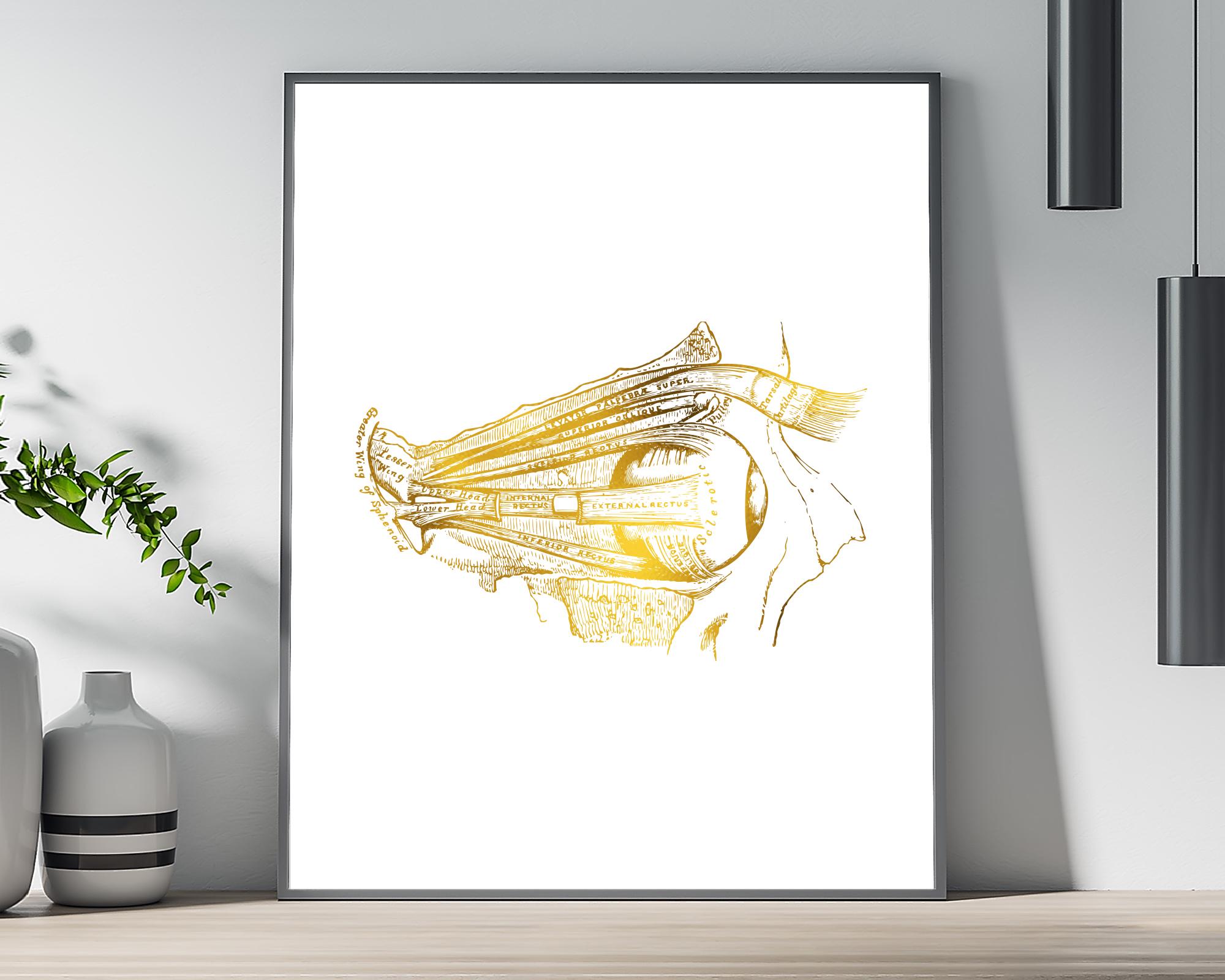 Human Eye Anatomical Gold Foil Art Print - Anatomy Wall Art - Medical ...