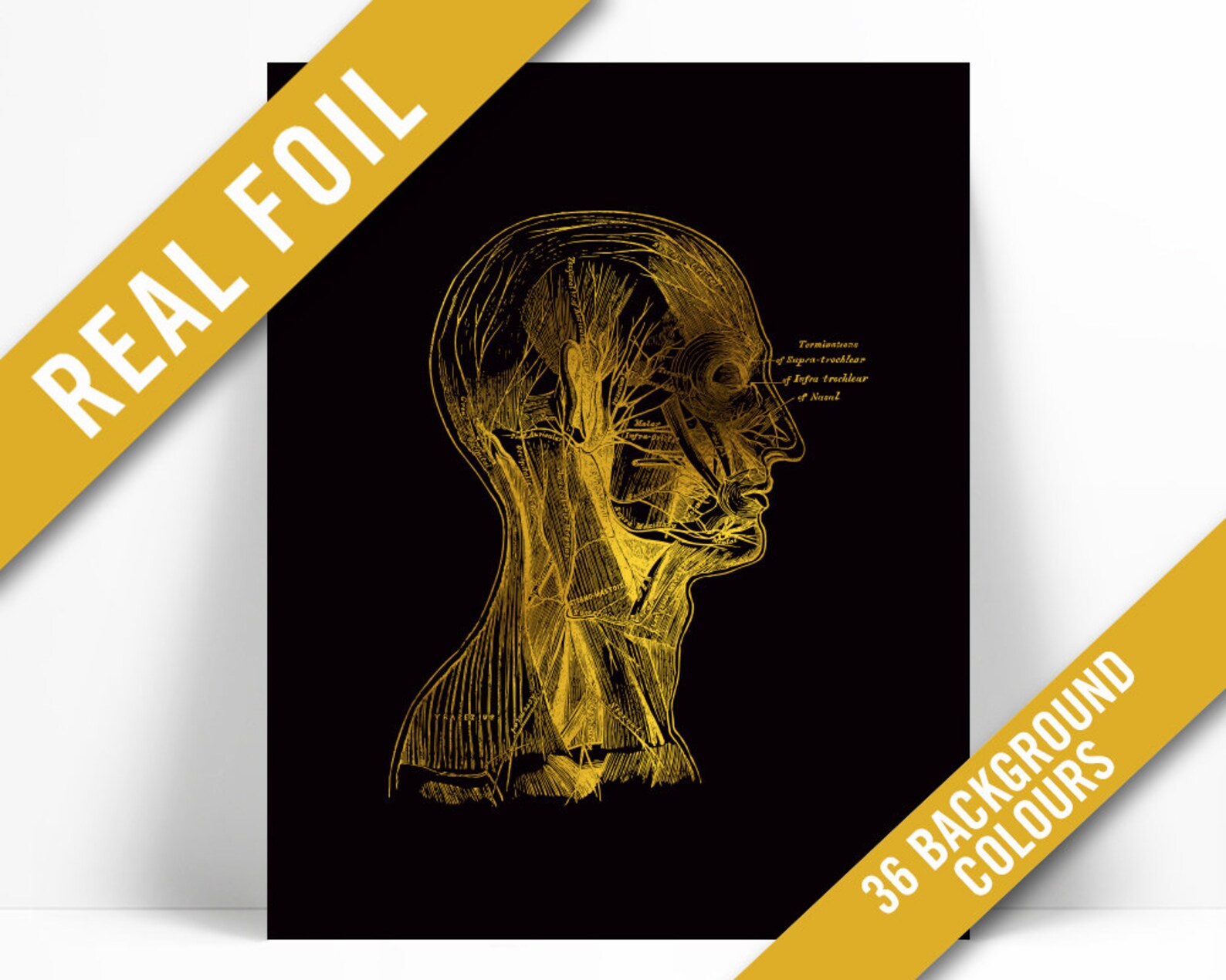 Human Head Anatomical Gold Foil Art Print Anatomy Wall Art - Etsy