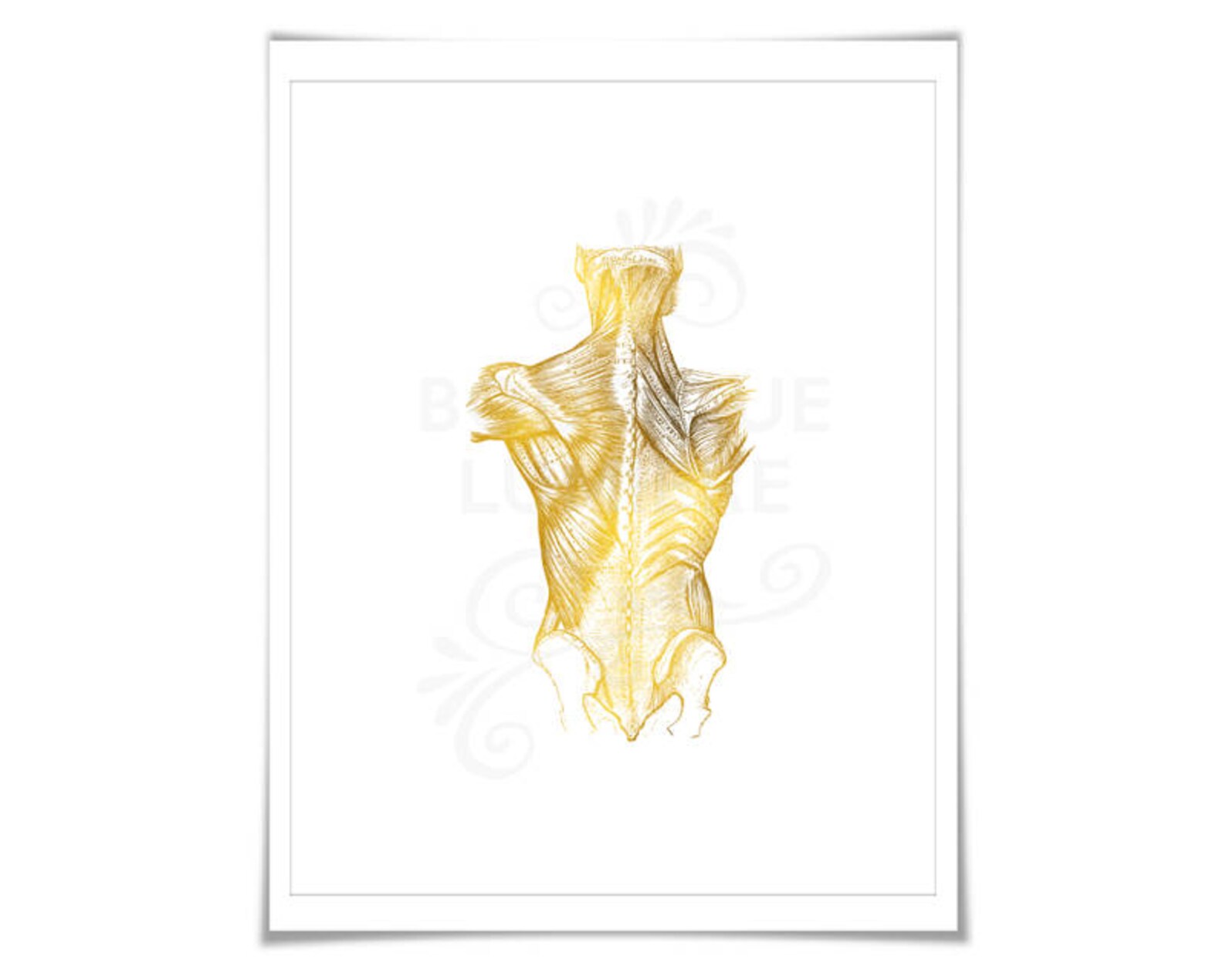 Human Body Anatomical Gold Foil Art Print - Anatomy Wall Art - Back ...