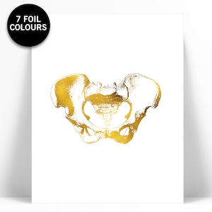 Human Pelvis Anatomical Gold Foil Print - Real Gold Foil - Anatomy Wall Art - Anatomical Poster - Skeleton Pelvis Art Print - Medical Art