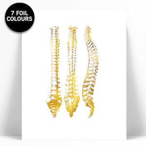 Human Spine Anatomical Gold Foil Art Print - Anatomy Wall Art - Anatomical Poster - Medical Art - Chiropractor Gift - Massage Therapist Gift