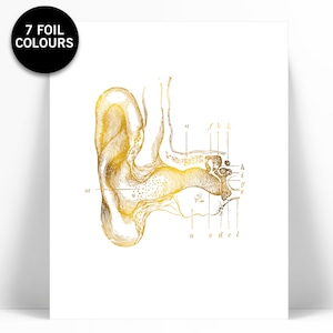 Human Ear Anatomical Gold Foil Art Print - Anatomy Wall Art - Medical Illustration Drawing Poster - Eardrum - Ear Nose Throat Doctor Decor