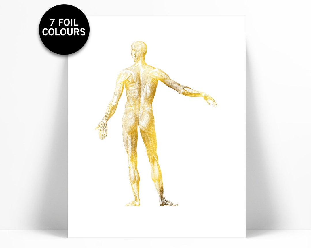 Human Body Anatomical Gold Foil Art Print - Anatomy Wall Art ...
