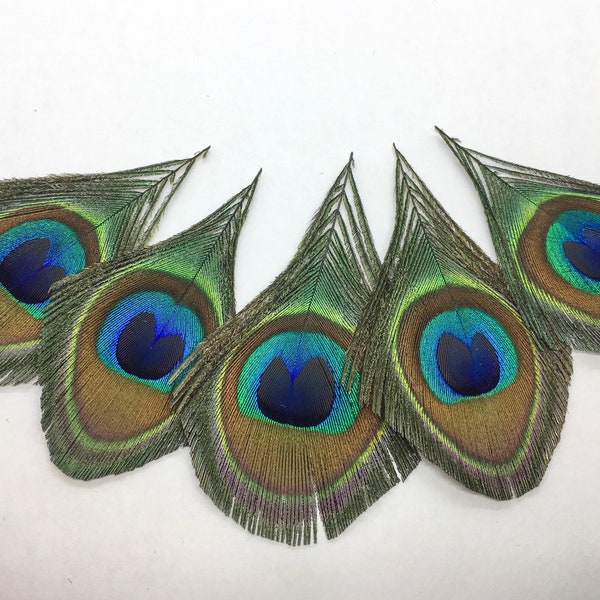 Peacock Feather Eyes Trimmed or Untrimmed / 2-3" feather heads