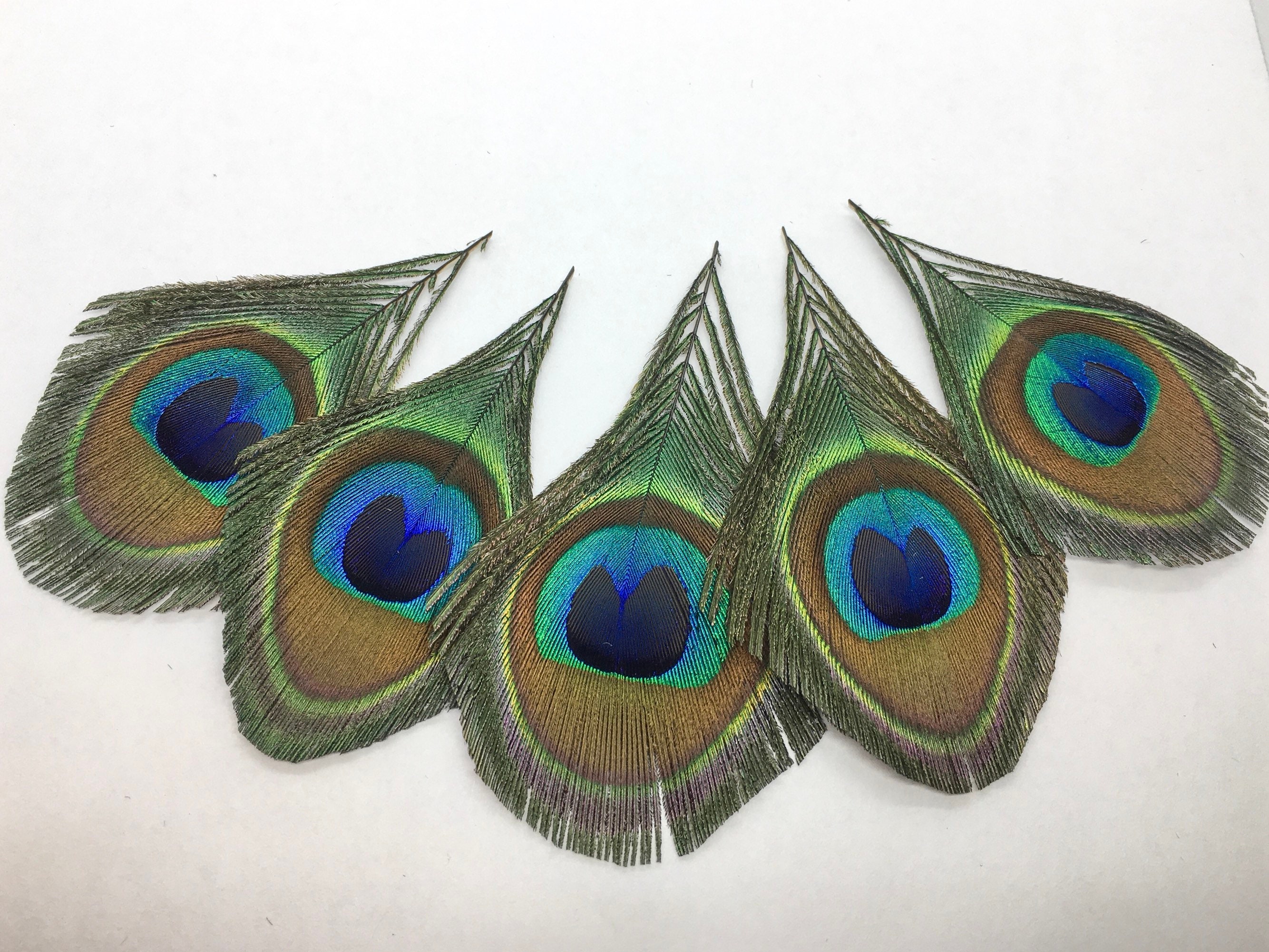 Peacock Feather Eyes Trimmed or Untrimmed / 1-2\, image size:2668x2002