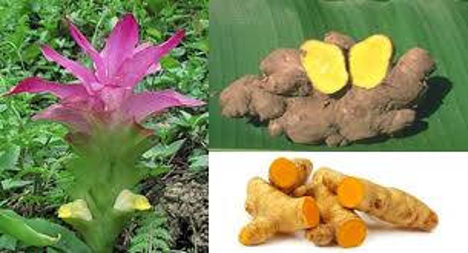 Pure Curcuma Aromatica powder 100 Organic Skin whitening Etsy