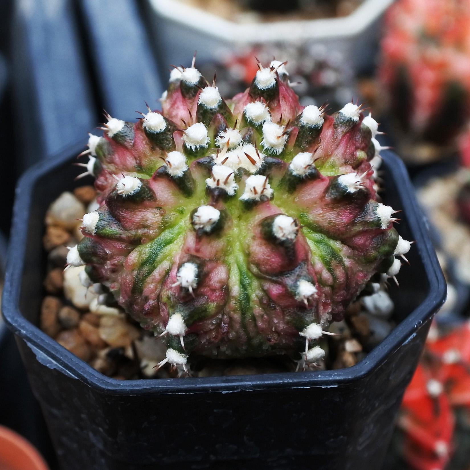 Gymnocalycium Mihanovichii Variegated Dino Skin Scales Bumpy