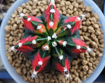 10 Daydream Gymnocalycium Mihanovichii Variegated Seeds: Rare Hybrid - Etsy