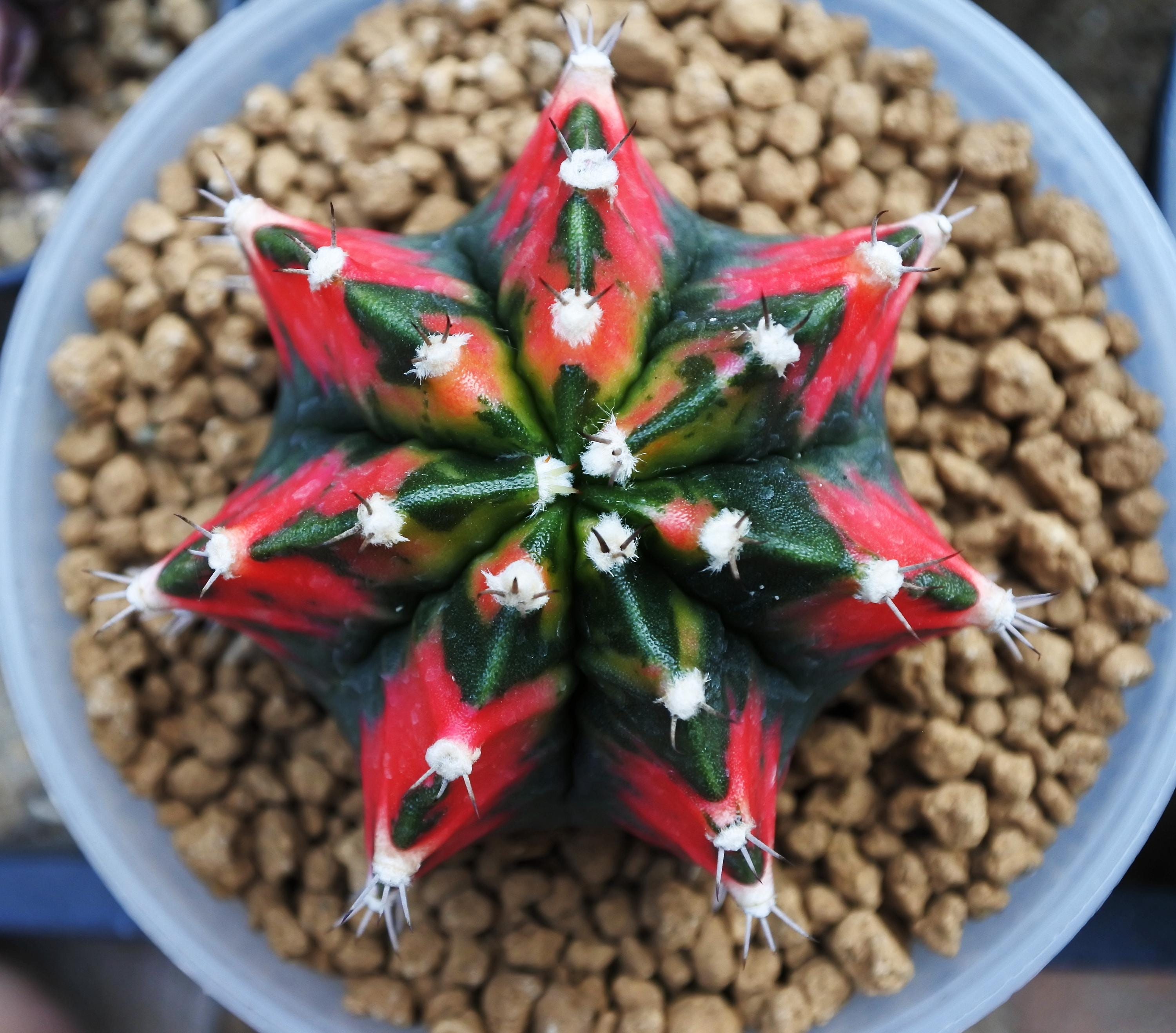 バラok)ギムノカリキウム アンドレアエ 17種類セット バラok