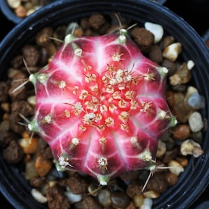 Neon Gymno Cactus - Etsy
