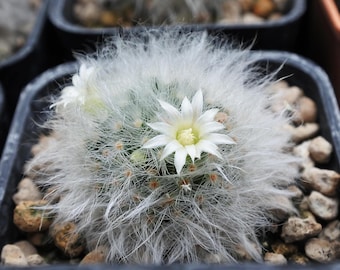 Mammillaria Boolii, 20 Seeds - Etsy