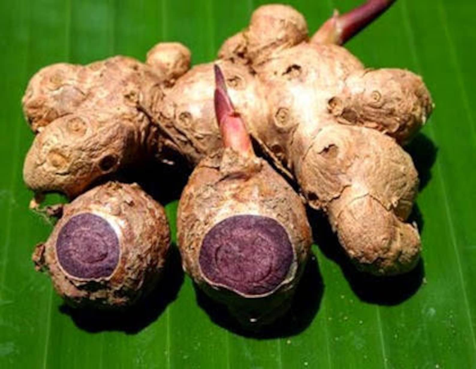 Pure Thai Black Ginger Root Black Galingale kaempferia Parviflora Powder Organic 100 Natural